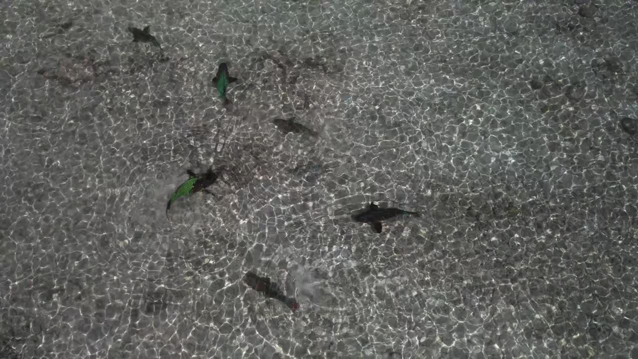 산호초 위 에 수영 하는 무새 물고기 와 함께 깨 한 카리브 해, 위 에서 아래 로의 관점