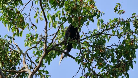 una hembra se ve desde abajo eligiendo frutas para comer, rhyticeros undulatus, hembra, tailandia