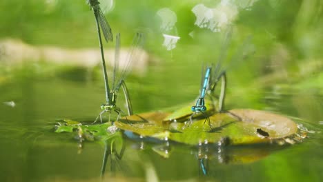 macro close up of two blue dragonfly damselfly sitting on leaf floating above pond, static, day