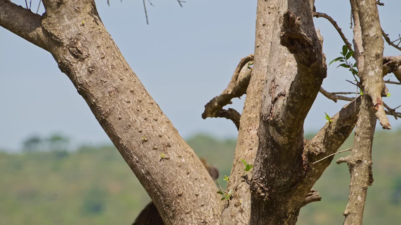 замедленный снимок естественной африканской дикой природы бабуина, прыгающего на дерево высоко в национальном заповеднике масаи-мара, кения, африка животные сафари в заповеднике масай-мара северный