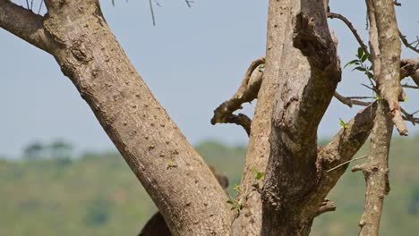 slow motion shot of natural african wildlife baboon jumping up a tree high up in maasai mara national reserve, kenya, africa safari animals in masai mara north conservancy