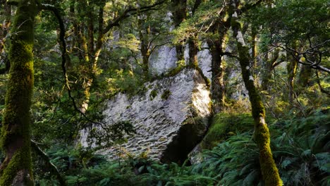 Felsige-Klippe-Inmitten-Eines-üppigen,-Dichten-Waldes