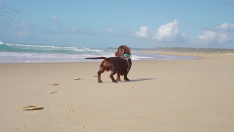 Sausage dog looking out into the ocean in Urunga in Australia
