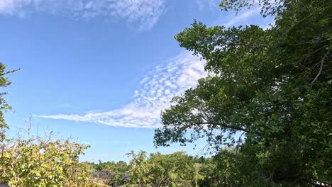 time-lapse of tree canopy against a cloud-filled sky.