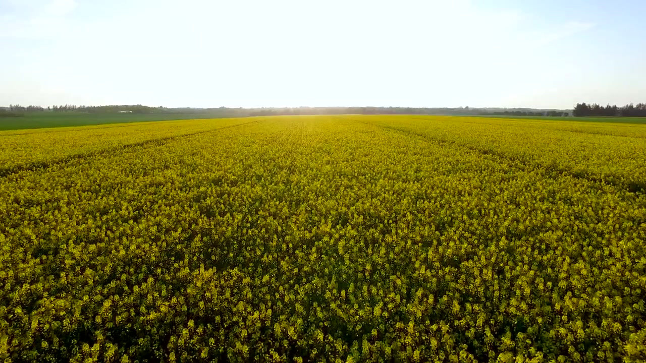 Drone in volo su un bellissimo campo di colza giallo con il tramonto sullo sfondo