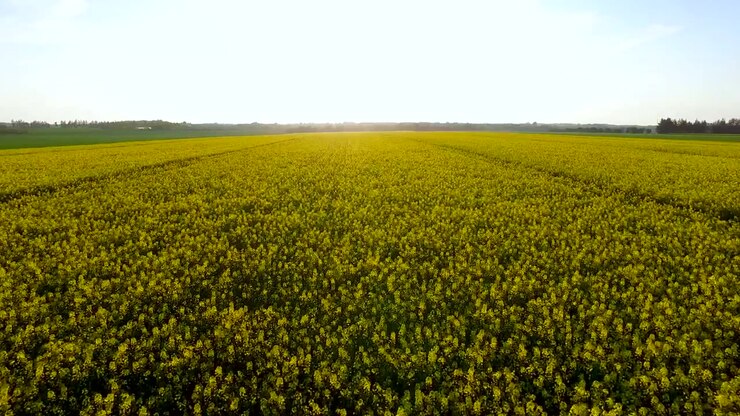 Drone in volo su un bellissimo campo di colza giallo con il tramonto sullo sfondo