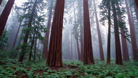 bosque de sequoias en la niebla