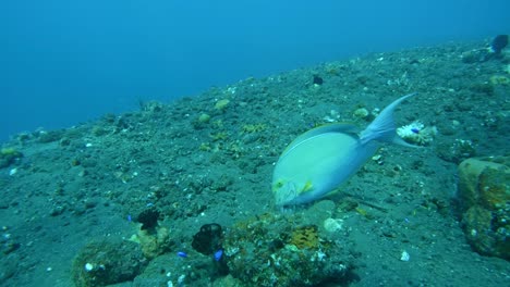 yellowfin surgeonfish on ocean floor, great colorful medium close-up shot