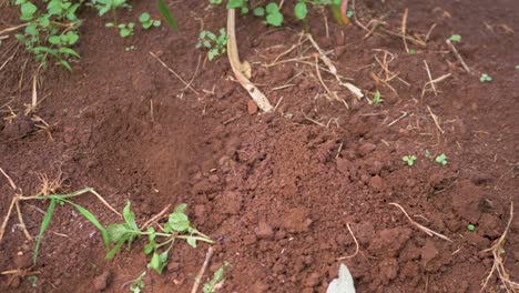 A-close-shot-of-an-African-womans-bare-feet-while-standing-in-the-dirt-while-digging-with-a-hoe-in-the-soil-of-rural-Africa