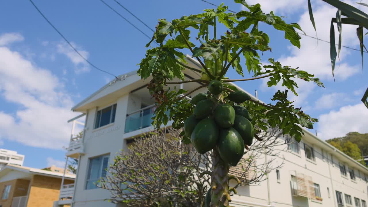 árbol de papaya con edificios en el fondo