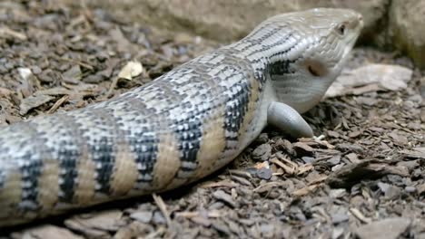 lagarto eslizón shingleback arrastrándose lentamente en el suelo del bosque
