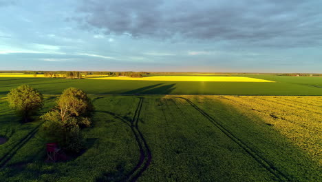 aerial backward moving shot of green crops and yellow flowers agricultural fields with shadow of trees falling on the field in the evening