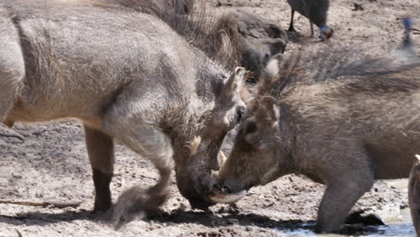 male warthogs play fighting on the waterhole in botswana, south africa - wide shot