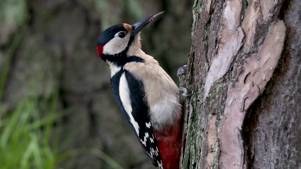 pájaro carpintero manchado en un árbol mirando alrededor y alimentándose