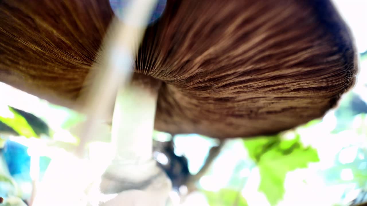 Macro Photography of a Mushroom Underside in a Forest