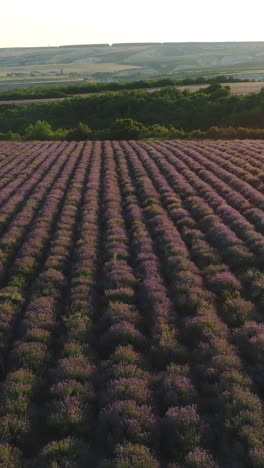 el campo de lavanda al atardecer