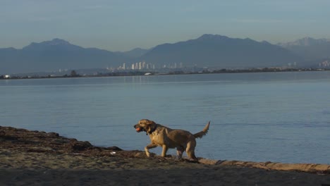 金色猎犬在水中抓球后慢动作地跑