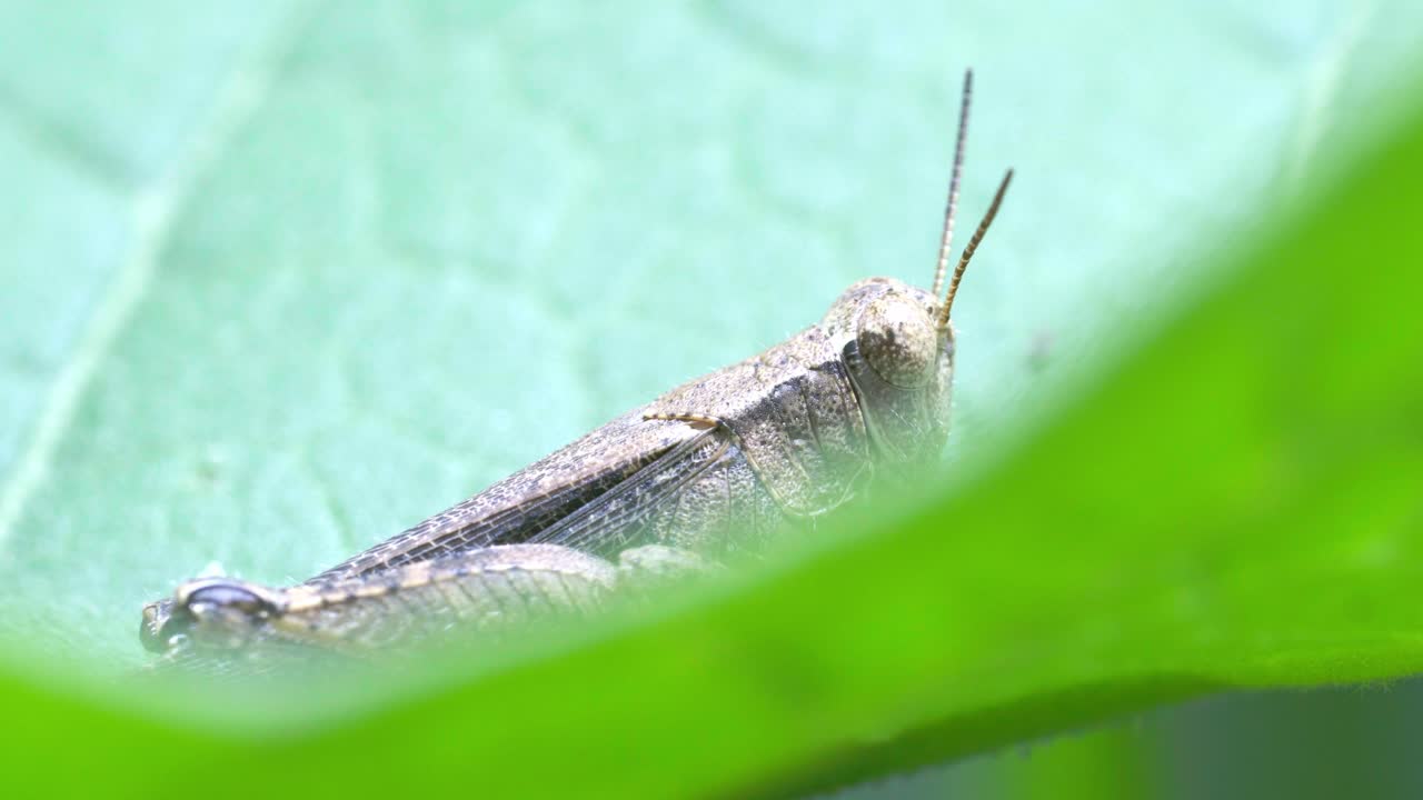 Macro shot of grasshopper resting on leaf with light variations