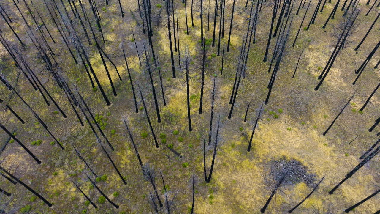 Aerial View of a Burnt Forest Undergoing Regeneration