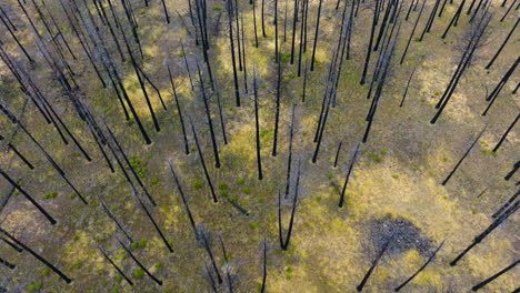 aerial view of a burnt forest undergoing regeneration