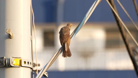 joven perca bulbul de orejas marrones en el cable eléctrico de un poste durante el día