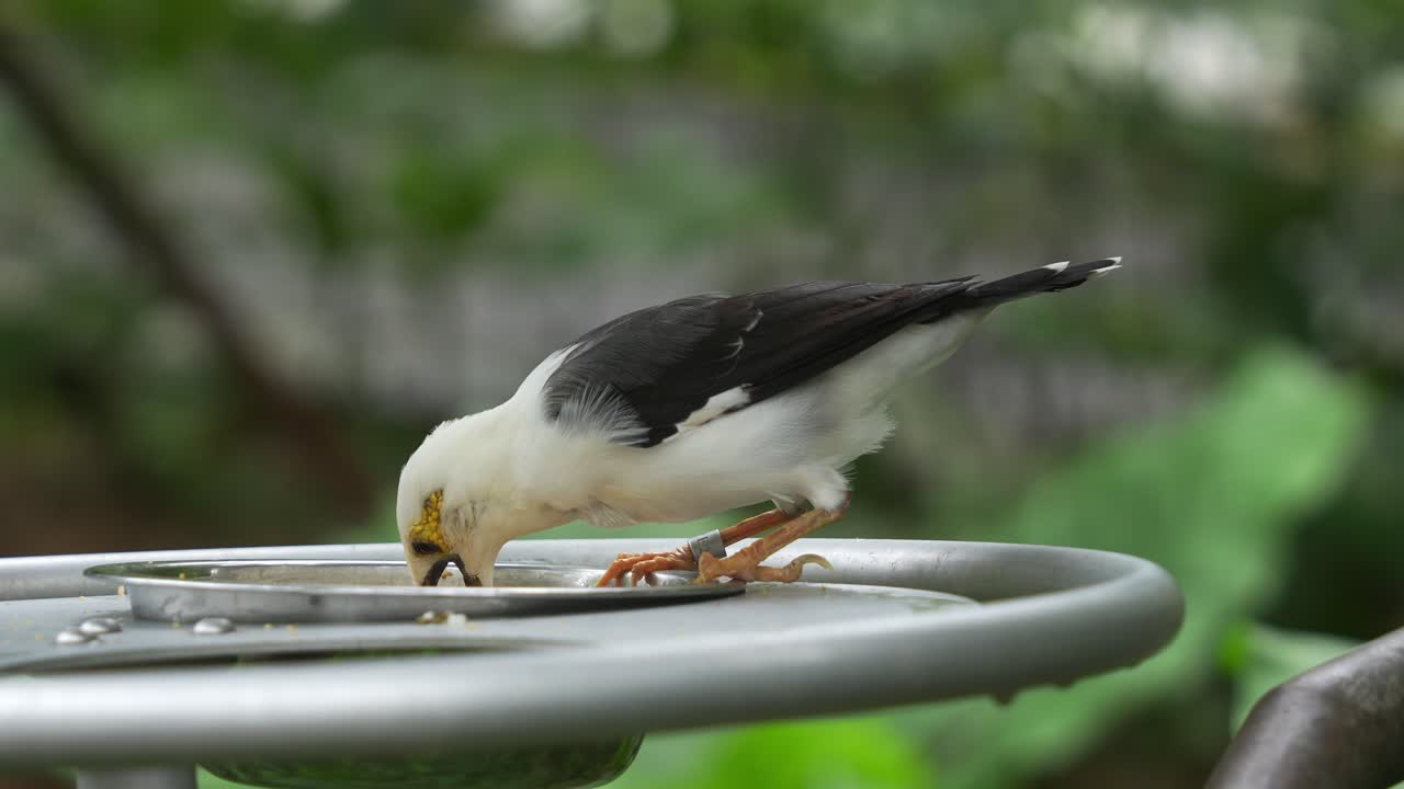검은 날개 미나 (acridotheres melanopterus) 는 멸종 위기에 처한 조류 종의 근접 촬영으로 야외 환경에서 과일과 씨을 먹으며 조류 먹이기에 앉아 있습니다.