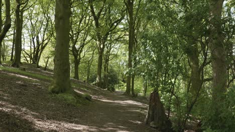 Wind-blowing-through-trees-in-sunny-forest-meadow