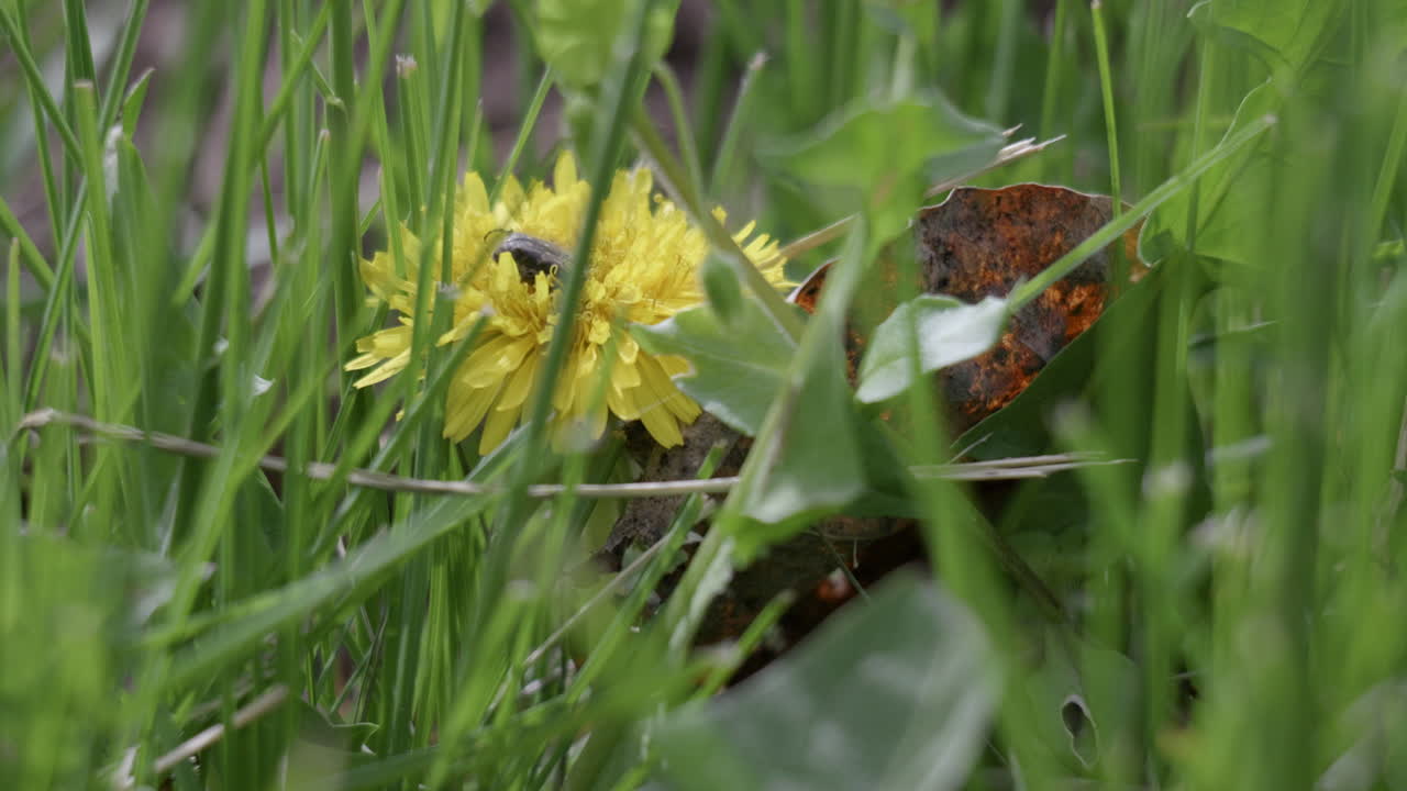 diente de león amarillo en el césped de primavera con un insecto