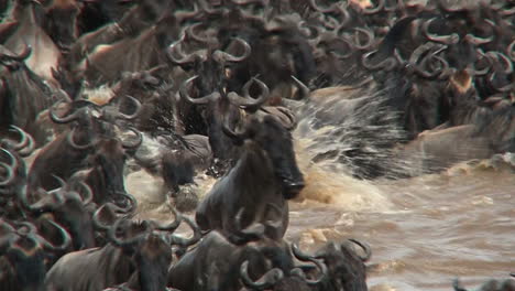 wildebeests crossing the mara river