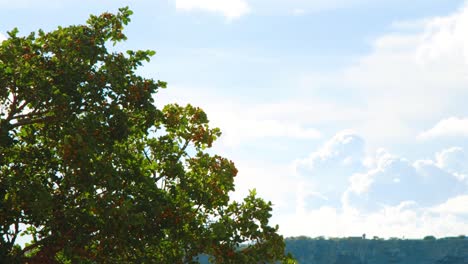 Dove-flying-out-of-tree-with-cloudy-sky-background,-SLOW-MOTION