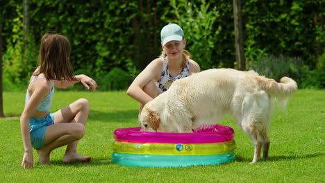 niños jugando con perros en la piscina inflable