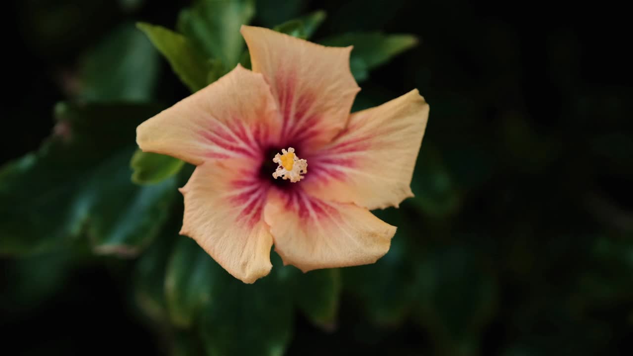 hermosos pétalos de una flor de hibisco naranja tropical