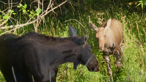 beautiful moment between a mom and calf moose on the side of the road in island park, idaho, usa