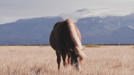 Icelandic-horse-grazing-in-sunny-field-slow-motion,-wide-angle-static-clip