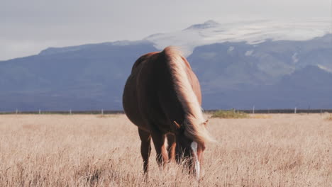 icelandic horse grazing in sunny field slow motion, wide angle static clip