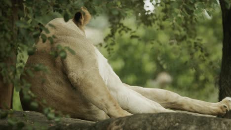 african lion female in shade under tree