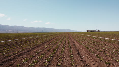 Slow-Motion-wide-drone-of-artichoke-farm-field-moving-backwards-above-the-crops