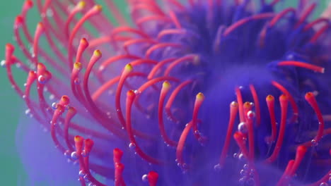 primer plano de una flor de protea de cojín con burbujas