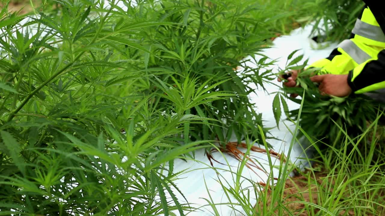 trabajador migrante con una chaqueta verde brillante recortando plantas de cáñamo en un campo