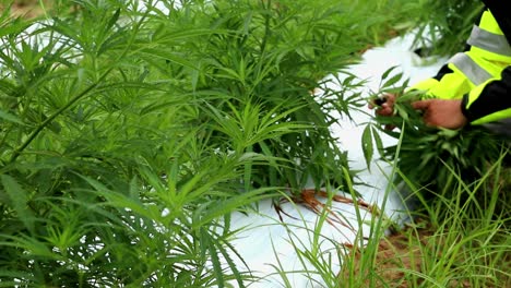 Migrant-worker-wearing-a-bright-green-jacket-trimming-hemp-plants-in-a-field