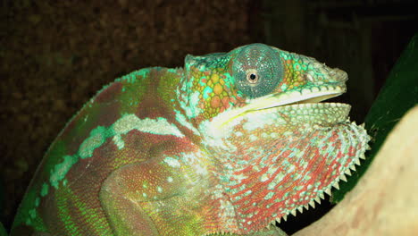 pantherchamäleon oder furcifer pardalis ist eine auf madagaskar vorkommende chamäleonart