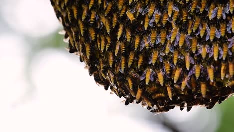 Giant-Honey-Bees-are-known-to-build-large-colonies-of-nest-with-symmetrical-pockets-made-of-wax-for-them-to-store-honey-as-their-food-source