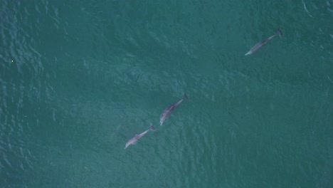 aerial view of a group dolphins in sea water - cenital, drone shot