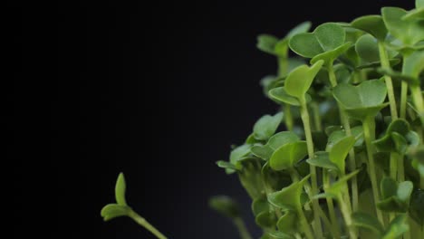 germination of seeds for nutrition. seedlings micro greens