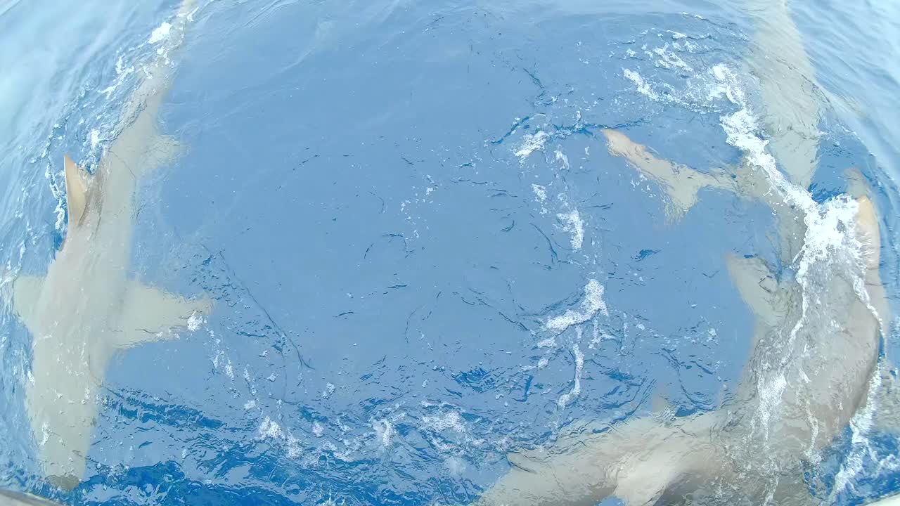 많은 레몬 상어들이 표면에서 먹이를 위해 싸운다.