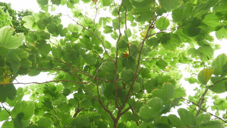 A-footage-captured-from-under-this-tree-moving-from-one-spot-to-the-other-revealing-green-foliage-and-overcast-sunlight-through-silhouetted-thick-leaves