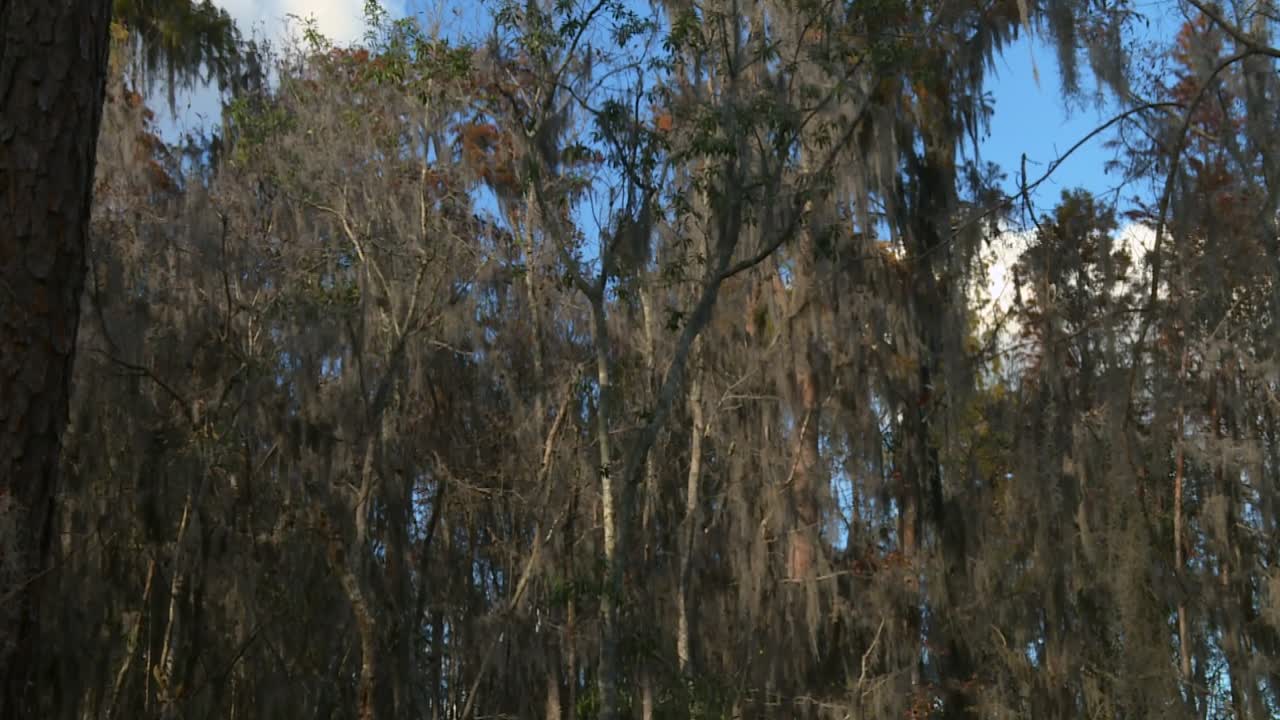 Experience the tranquil beauty of Okefenokee Swamp with sunlit moss-draped trees against a clear blue sky. Captivating, serene, and perfect for nature enthusiasts