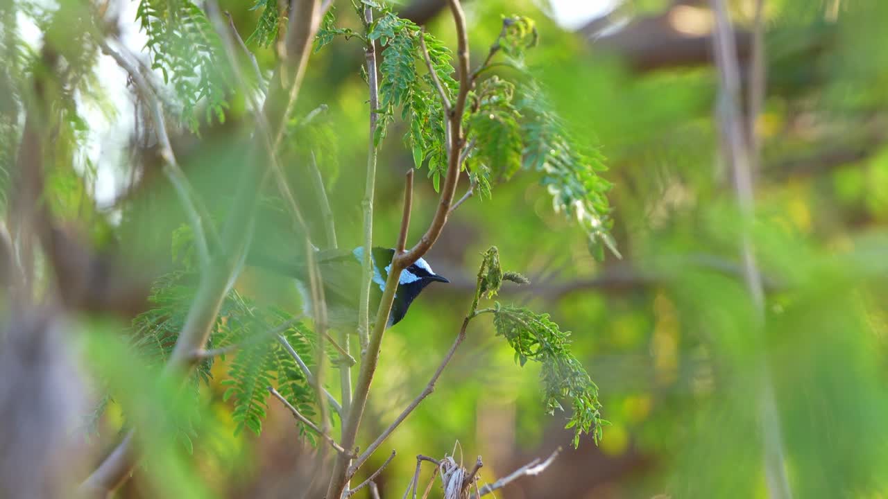 A male Superb Fairywren (Malurus cyaneus) with blue plumage, perched on a branch, foraging for food, close up shot