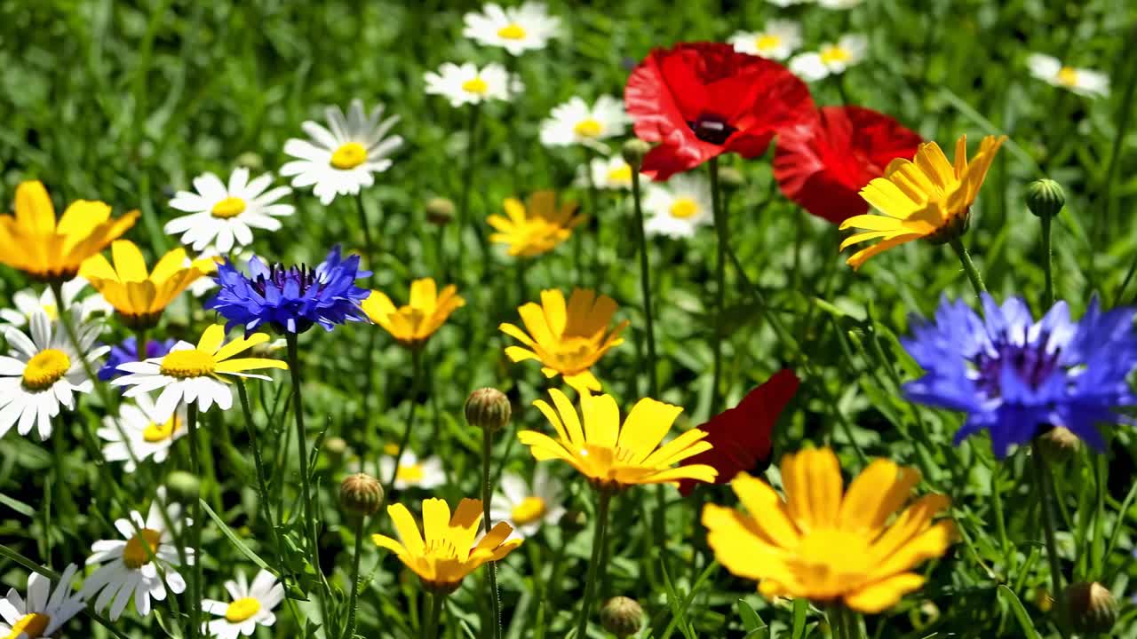 Levende villblomster i full blomst filmet fra lav vinkel, som viser en fargerik eng.