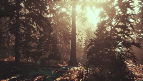 Sunlight-entering-autumn-coniferous-forest-on-a-misty-morning